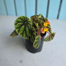 Load image into Gallery viewer, #RA16 Begonia Quadrialata Ssp. Nimbaensis