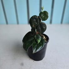 Load image into Gallery viewer, #RD39 Scindapsus Black Mamba