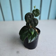 Load image into Gallery viewer, #RD39 Scindapsus Black Mamba