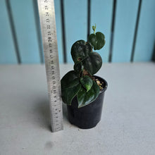 Load image into Gallery viewer, #RD39 Scindapsus Black Mamba