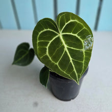 Load image into Gallery viewer, #H10 Anthurium Clarinervium