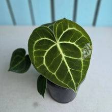 Load image into Gallery viewer, #H10 Anthurium Clarinervium