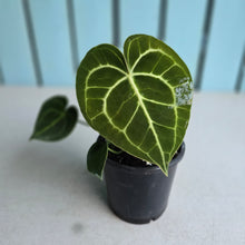 Load image into Gallery viewer, #H10 Anthurium Clarinervium
