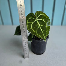 Load image into Gallery viewer, #H10 Anthurium Clarinervium