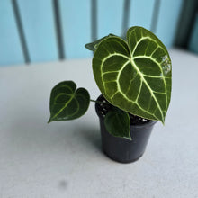 Load image into Gallery viewer, #H10 Anthurium Clarinervium