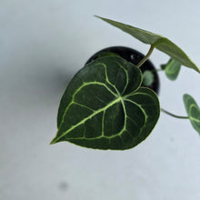 Load image into Gallery viewer, #H10 Anthurium Clarinervium