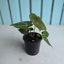 Load image into Gallery viewer, #H10 Anthurium Clarinervium