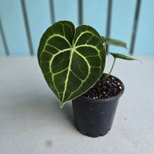 Load image into Gallery viewer, #W43 Anthurium Clarinervium