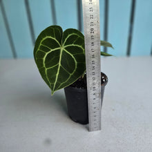 Load image into Gallery viewer, #W43 Anthurium Clarinervium