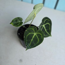 Load image into Gallery viewer, #W43 Anthurium Clarinervium