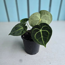 Load image into Gallery viewer, #W43 Anthurium Clarinervium