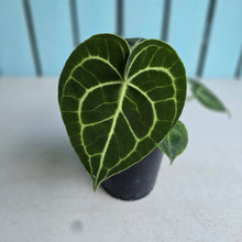 Load image into Gallery viewer, #138 Anthurium Clarinervium