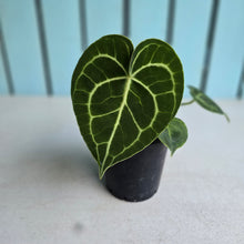 Load image into Gallery viewer, #138 Anthurium Clarinervium