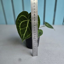 Load image into Gallery viewer, #138 Anthurium Clarinervium
