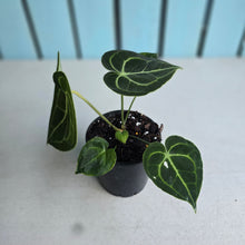 Load image into Gallery viewer, #138 Anthurium Clarinervium
