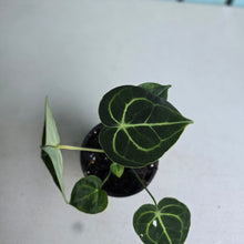Load image into Gallery viewer, #138 Anthurium Clarinervium