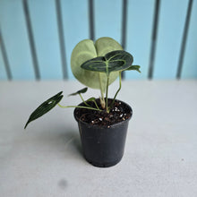 Load image into Gallery viewer, #138 Anthurium Clarinervium