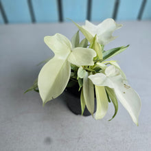 Load image into Gallery viewer, #P5 Multi-headed Philodendron Florida Ghost