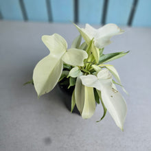 Load image into Gallery viewer, #P5 Multi-headed Philodendron Florida Ghost
