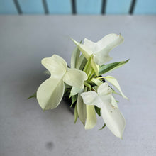 Load image into Gallery viewer, #P5 Multi-headed Philodendron Florida Ghost
