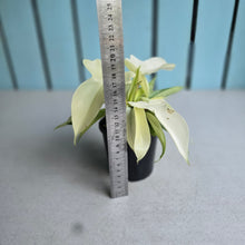 Load image into Gallery viewer, #P5 Multi-headed Philodendron Florida Ghost