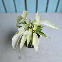 Load image into Gallery viewer, #P5 Multi-headed Philodendron Florida Ghost