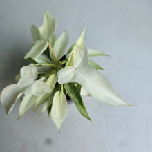 Load image into Gallery viewer, #P5 Multi-headed Philodendron Florida Ghost