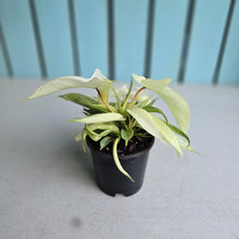 Load image into Gallery viewer, #P5 Multi-headed Philodendron Florida Ghost