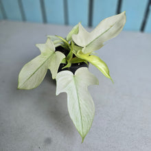 Load image into Gallery viewer, #B93 Multi-headed Philodendron Florida Ghost