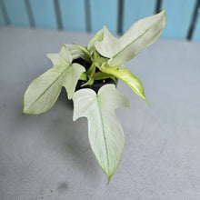 Load image into Gallery viewer, #B93 Multi-headed Philodendron Florida Ghost
