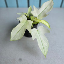 Load image into Gallery viewer, #B93 Multi-headed Philodendron Florida Ghost