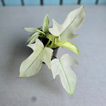 Load image into Gallery viewer, #B93 Multi-headed Philodendron Florida Ghost