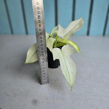 Load image into Gallery viewer, #B93 Multi-headed Philodendron Florida Ghost