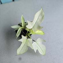 Load image into Gallery viewer, #B93 Multi-headed Philodendron Florida Ghost