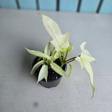 Load image into Gallery viewer, #B93 Multi-headed Philodendron Florida Ghost