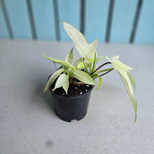 Load image into Gallery viewer, #B93 Multi-headed Philodendron Florida Ghost