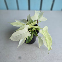 Load image into Gallery viewer, #M93 Multi-headed Philodendron Florida Ghost