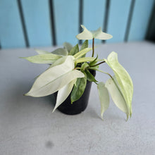 Load image into Gallery viewer, #M93 Multi-headed Philodendron Florida Ghost