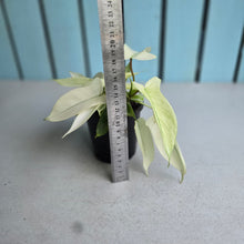 Load image into Gallery viewer, #M93 Multi-headed Philodendron Florida Ghost