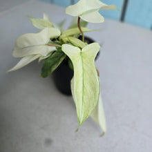 Load image into Gallery viewer, #M93 Multi-headed Philodendron Florida Ghost