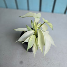 Load image into Gallery viewer, #M93 Multi-headed Philodendron Florida Ghost