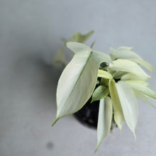 Load image into Gallery viewer, #M93 Multi-headed Philodendron Florida Ghost
