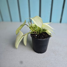 Load image into Gallery viewer, #M93 Multi-headed Philodendron Florida Ghost