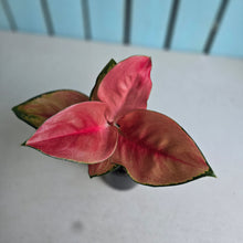 Load image into Gallery viewer, #H165 Aglaonema Thailand Red