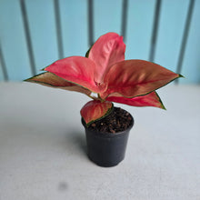Load image into Gallery viewer, #H165 Aglaonema Thailand Red