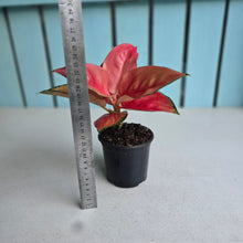 Load image into Gallery viewer, #H165 Aglaonema Thailand Red
