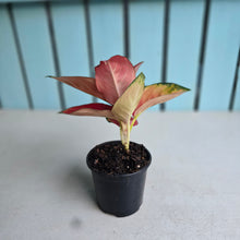Load image into Gallery viewer, #H165 Aglaonema Thailand Red