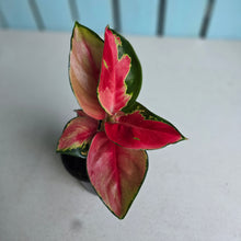 Load image into Gallery viewer, #W6 Aglaonema Thailand Red