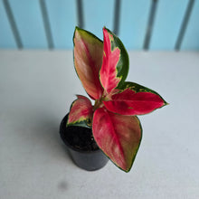 Load image into Gallery viewer, #W6 Aglaonema Thailand Red