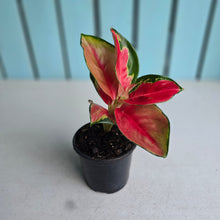 Load image into Gallery viewer, #W6 Aglaonema Thailand Red